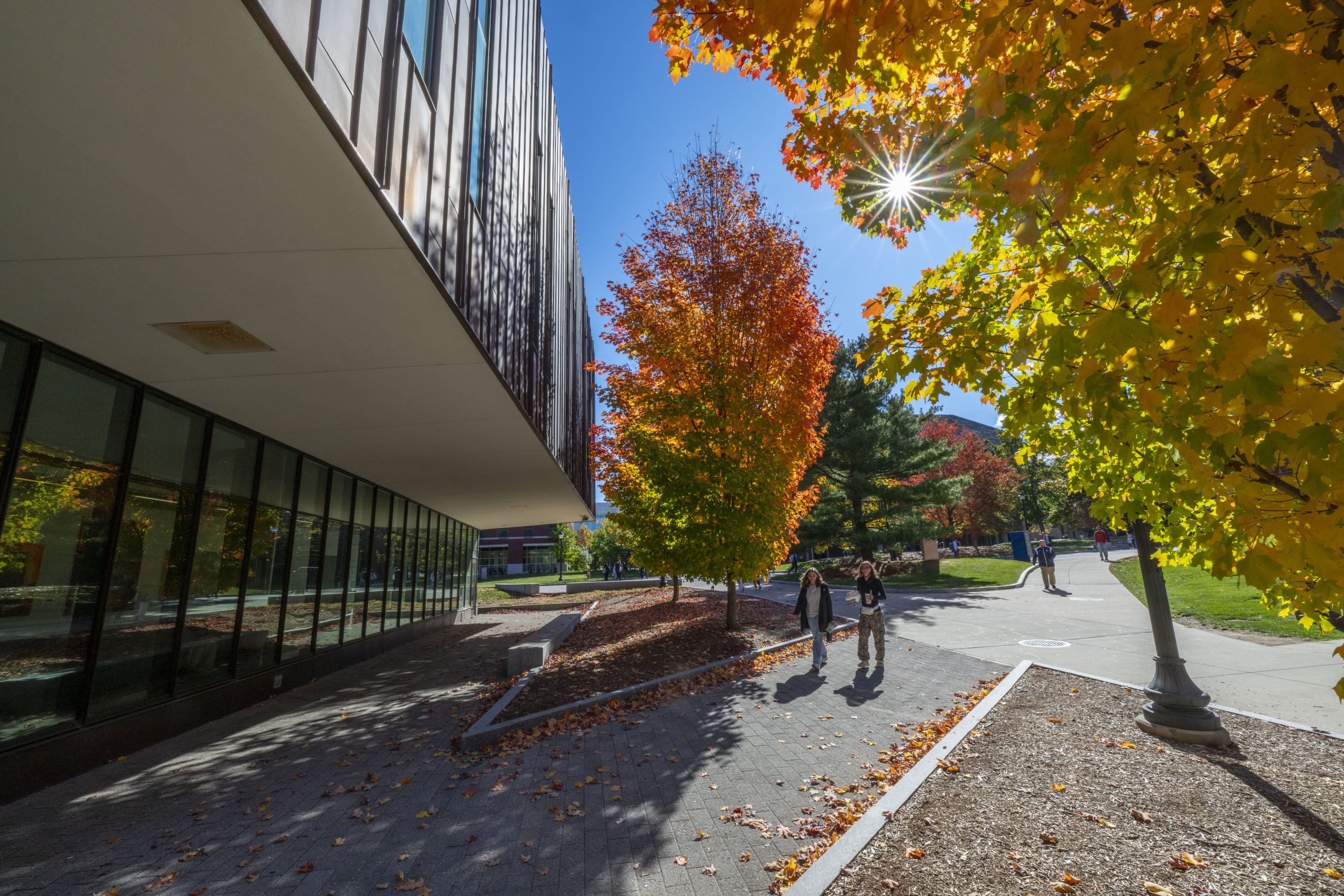 The sun shines through a tree with yellow autumn leaves over students walking next to McHugh Hall at UConn Storrs